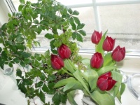 2012 prinsessevin og tulipaner