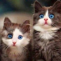 Sweet Kitties