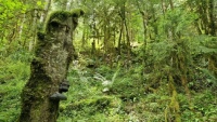 Schweizer Urwald