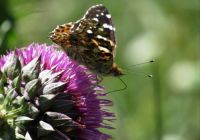 Butterfly on thistle