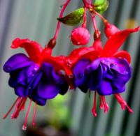 garden 003-