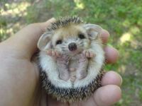 Baby Hedgehog!!
