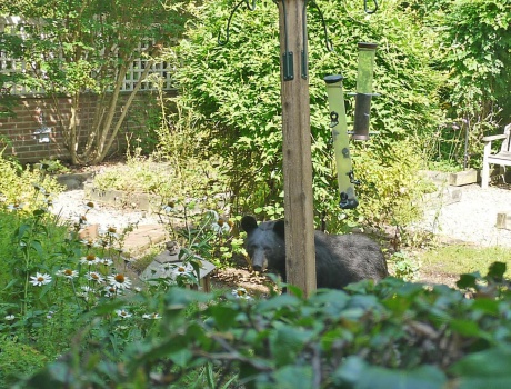 Bear in my Garden