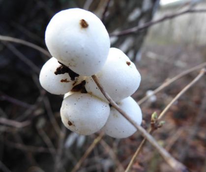 A bush called 'snowballs' in winter