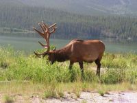 nice bull elk