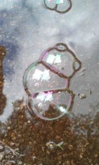 Soap bubbles in a puddle