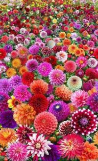 Dahlia puzzle for Dianne