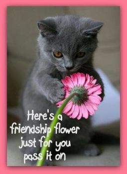 Thank you, kitty, for the flower!