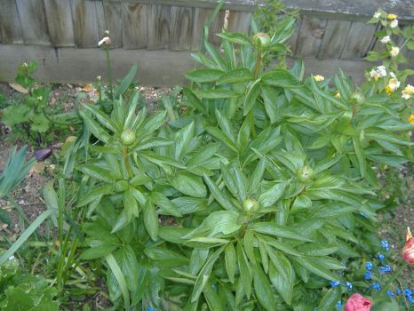 Garden - Flowers - Peonies 1