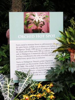 Orchid Hot Spot