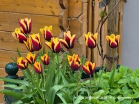 MORNING WALK – Spring Flowers - Tulips 1