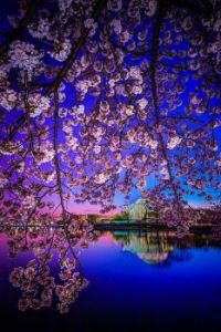 Cherry Blossoms, Japan (Mar17P25)