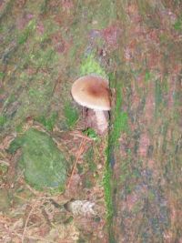 Mushroom...