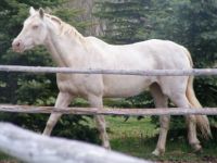 Cremello Quarter Horse