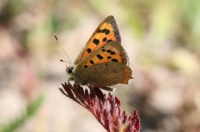 Small copper - Lycaena phlaeas (Kleine vuurvlinder)