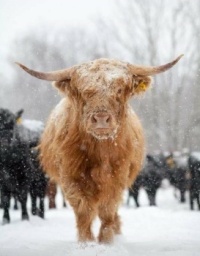 Beautiful Scottish Highland Coo in Snow