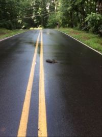 Snapping Turtle on the Road