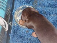 Hungry Puppy 