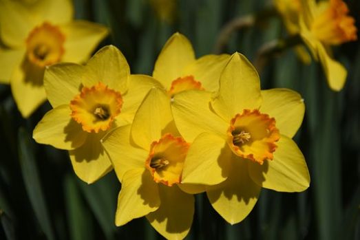 Daffodils (Mar17P30px)