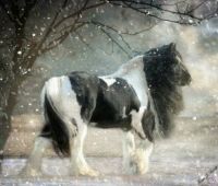 gypsy horse snow
