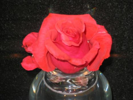 Rose from Garden
