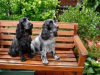 Spaniels