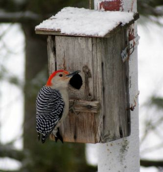 Red-bellied Woodpecker (repeat)
