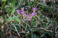 Calypso Orchid