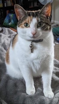 Wee Tilly