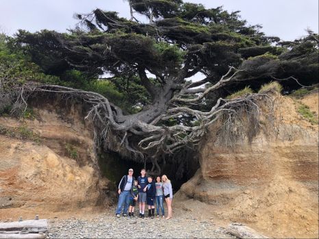 Solve Tree Of Life Olympic National Park Washington Jigsaw Puzzle Online With 540 Pieces