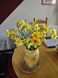 Daffodils