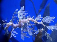 Seahorse - Ridleys Aquarium Toronto