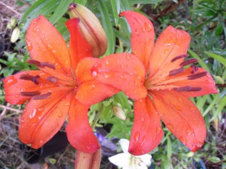 lillies in the rain