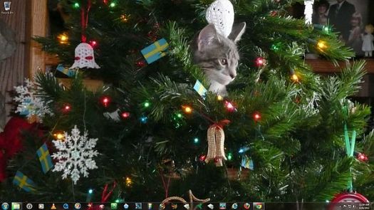 Kitty in the tree again