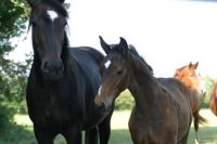 IMG_2193-Tamara-foal