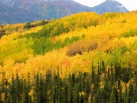 Alaska autumn in eastern high country.