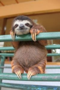 s-the-happiest-baby-sloth