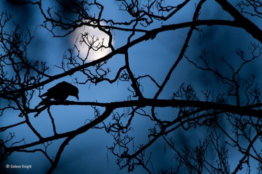 The moon and the crow, Gideon Knight