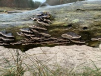 Baumpilze