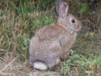 Bush Bunny