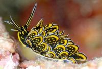 Cyerce nigricans sea slug
