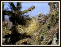 Cactus Wren nest