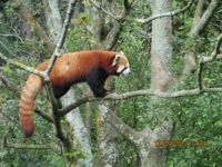 Red Panda at Wellington Zoo (NZ)