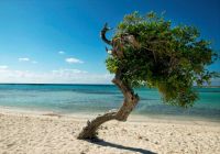 Fofoti Tree baby beach