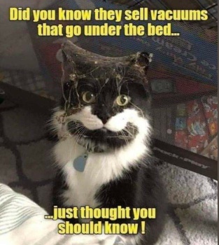 A cat with advice.