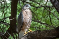 Cooper's Hawk