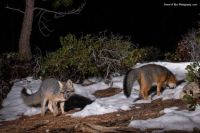 Two grey foxes