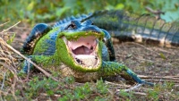 american-alligator-jaws
