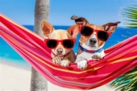 Summer Breeze