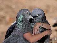 4  ~  💕 'Love Birds' 💕
